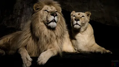 Картинки лев и львица (43 лучших фото)