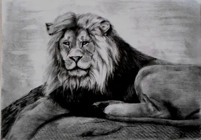 How to Draw a Lion step by step | Drawing animals | Step-by-Step Drawing -  YouTube