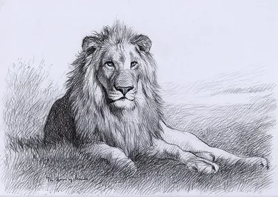 Как нарисовать Льва в полный рост карандашом. Схема построения. Рисую  гриву. - YouTube
