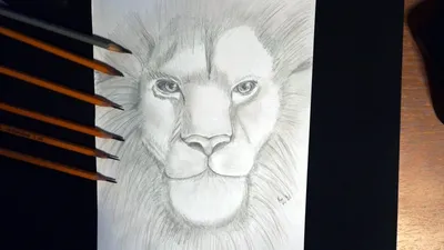 Рычащий лев, простой карандаш, А4 | Пикабу