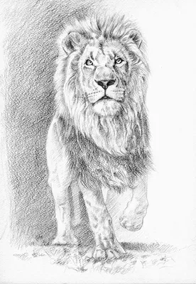 Картинки по запросу лев рисунок | Lion canvas art, Lion painting, Lion  illustration