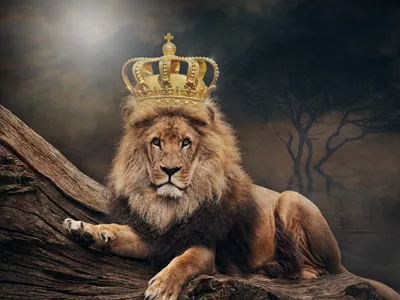 Картинки лев с короной на голове - 83 фото