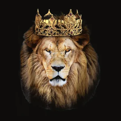 Лев с короной на голове - 83 фото