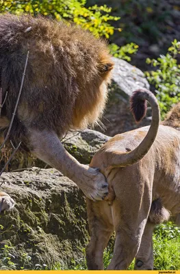 Ходячий мем: льва из китайского зоопарка высмеяли за стрижку маллет.  Вспоминаем, у кого из звезд была такая же