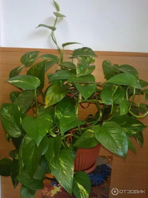 Лианы, Комнатные растения/ Plante de camera, cataratoare