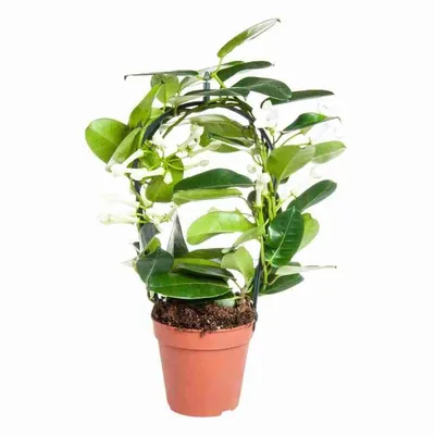 Растение "Стефанотис Флорибунда" купить по низкой цене| Комнатная лиана  "Стефанотис Флорибунда" в интернет-магазине 