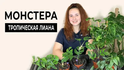 Лианы в интерьере. Макраме | Пикабу