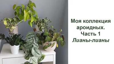 Сциндапсус - «Сциндапсус золотистый ? Неприхотливая лиана с листьями -  сердечками ??? Украшение любого дома! ? Как ухаживать, размножать -  расскажу!» | отзывы