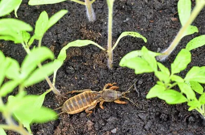 🐛Как избавиться от медведки на огороде. Как вывести медведку