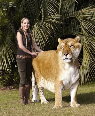 Лигр - самая большая кошка в мире. | Пикабу