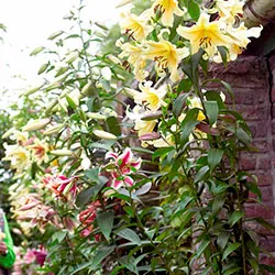 Кардиокринум – лилейное дерево в саду… - посадка, уход, фото, как вырастить  и собрать урожай - «Блог Флориум.юа» 2024