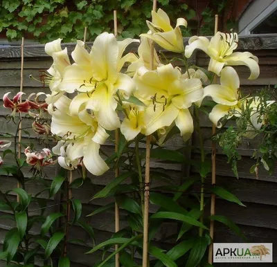 Лилия ОТ гибрид Lilium OТ "Flavia" : С2/3 | Сибирские газоны - Сибирские  газоны