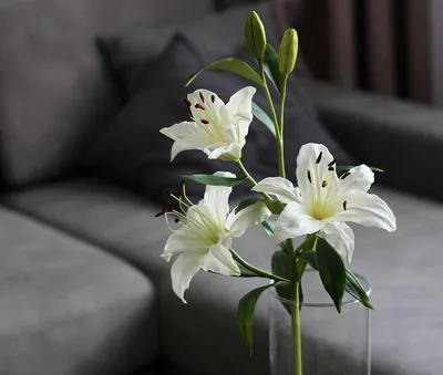 Белые лилии | White lily flower, Flower aesthetic, White lilies