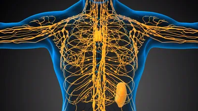 Лимфа - основа здоровья организма