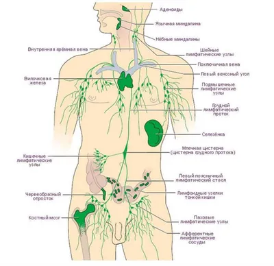 Вы знаете, что такое лимфосистема❓ А знаете в каком состоянии она состоянии  у вас❓А за что отвечает❓ Если честно, то больш… | Лицо, Лимфатические узлы,  Под глазами