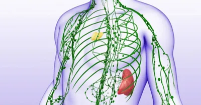 Лимфосистема в теле человека. | ВКонтакте