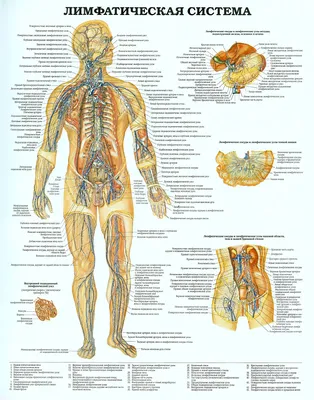 Массаж. Усть-Каменогорск. - 🔝Лимфатическая система- одна из сложный и  важных составляющих человеческого организма.☝ От нее напрямую зависит  безопасность и здоровье.😌 Лимфосистема отвечает за обезвреживание и  выведение из организма человека вредных ...