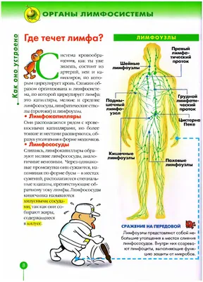 Селезёнка — «сердце» лимфатической системы человека