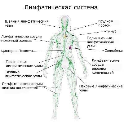 Самое главное для здоровья человека | Здоровье через Осознание | Дзен