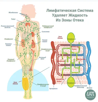 Лимфатическая система - зеркало здоровья