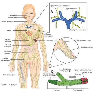 Как почистить Лимфу! Лимфатическая система. Оздоровление и очищение  организма. Михаил Советов - ВегМарт