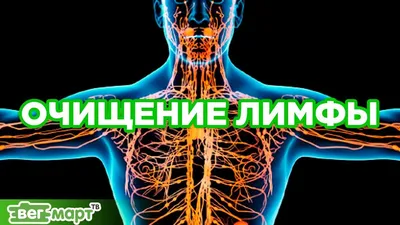 Нарушения лимфосистемы — это ВАЖНО знать ВСЕМ! | Лимфатическая система,  Журнал о здоровье, Факты о здоровье