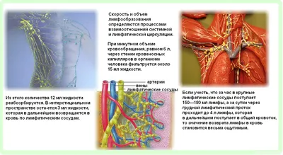 Квинг Лимфатическая система анатомический плакат 45х61см