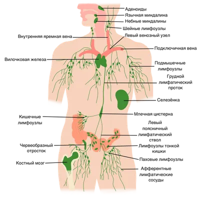 Лимфатическая система человека: строение и функции | МРТ Эксперт