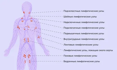 АИССА: Лимфосистема в АИССе - это и снабжение и отведение отходов.