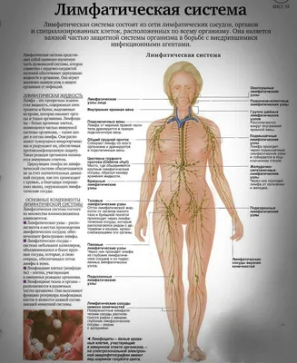 Лимфатическая система