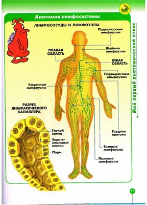 Тело человека. Лимфосистема | Дефектология Проф