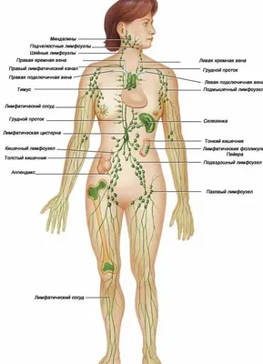 Изменения лимфоузлов (лимфоаденопатия) у детей - причины, особенности | Мир  мам: блог педиатра | Дзен