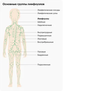 Файл:Lymph node  — Википедия