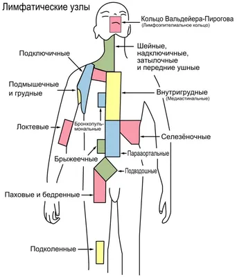 Лимфоузлы человека картинки