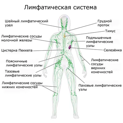 Онко Вики — Как устроена и как работает лимфатическая система?