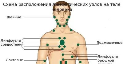 Лимфоузлы | Дарья Кобец. Врач-онколог химиотерапевт | Дзен