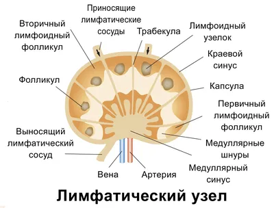 Подкожные образования и что с ними делать | Клиника Рассвет