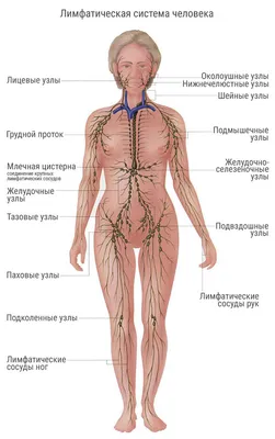 Лимфатическая система человека: строение и функции | Клиника Эксперт