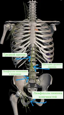 НЕМНОГО ПРО ЛИМФОУЗЛЫ! - Oncohelp