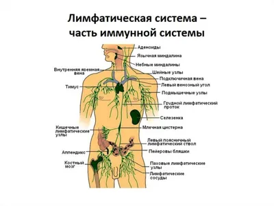 Лимфатические узлы - количество, строение, увеличение лимфоузлов  (лимфоаденопатия)