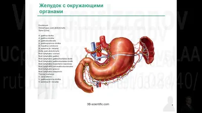 Лимфатическая система. Глубокие лимфоузлы живота и паха - постер  (ID#1600758831), цена: 31 ₴, купить на 