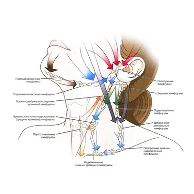 Лимфоток головы и шеи