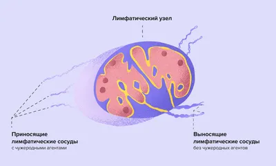 Что такое лимфатические узлы и что делать, если они увеличились?