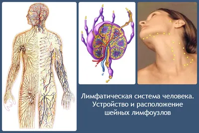 Лимфаденит. ✓Лимфоузлы играют роль фильтра, работающего с микроорганизмами  и аномальными клетками. .. | ВКонтакте