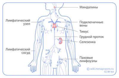 Почему так важны лимфоузлы | Anton Bulba | Дзен