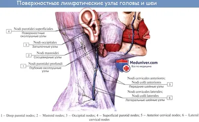 Лимфоузлы шеи. + | Портал радиологов