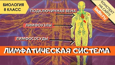 Лимфатическая система человека. Анатомия. Биология 8 класс. Лимфоциты,  лимфоузлы. Лимфа в организме - YouTube