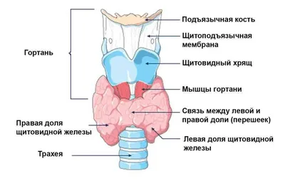 Особенности становления т- и В-зон брыжеечных лимфатических узлов крыс в  иммуногистохимическом аспекте – тема научной статьи по фундаментальной  медицине читайте бесплатно текст научно-исследовательской работы в  электронной библиотеке КиберЛенинка