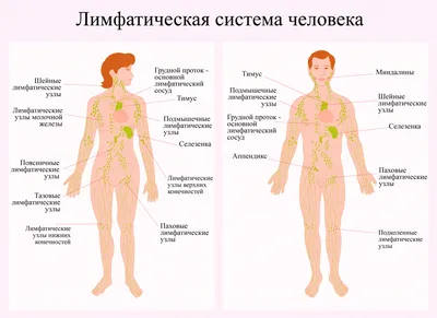 Онко Вики — Рак и лимфатические узлы