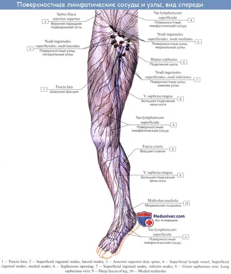 Лимфоузлы на ногах картинки
